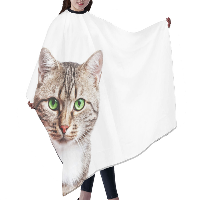 Personality  Beautiful European Cat On A White Background Hair Cutting Cape