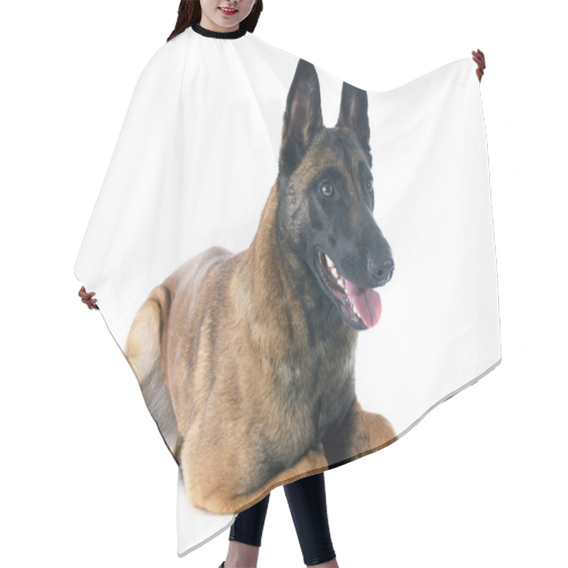 Personality  Malinois Hair Cutting Cape