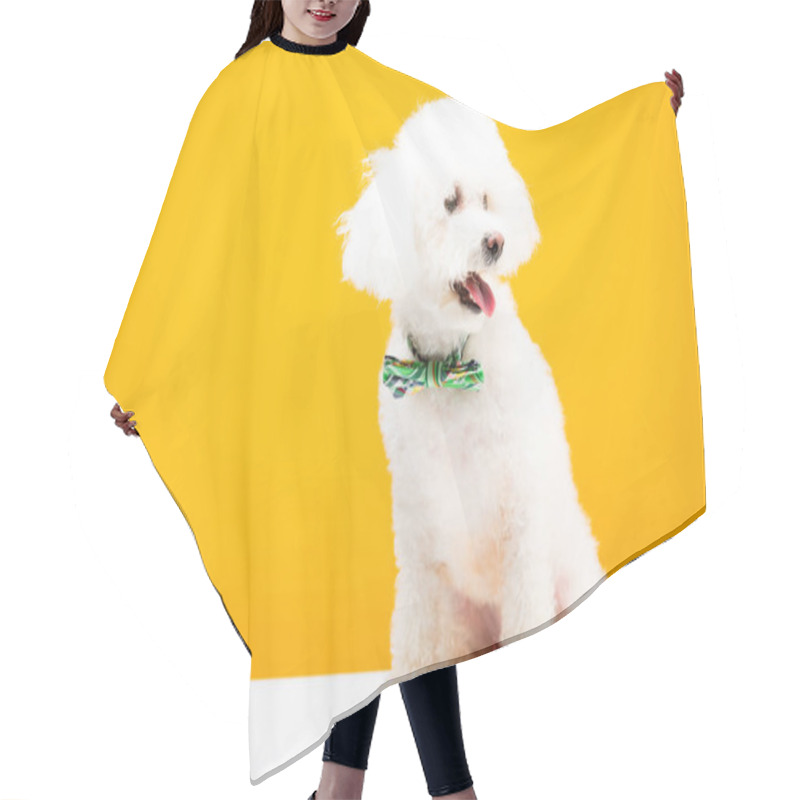 Personality  Bichon Havanese Dog In Bow Tie On White Surface Isolated On Yellow Hair Cutting Cape