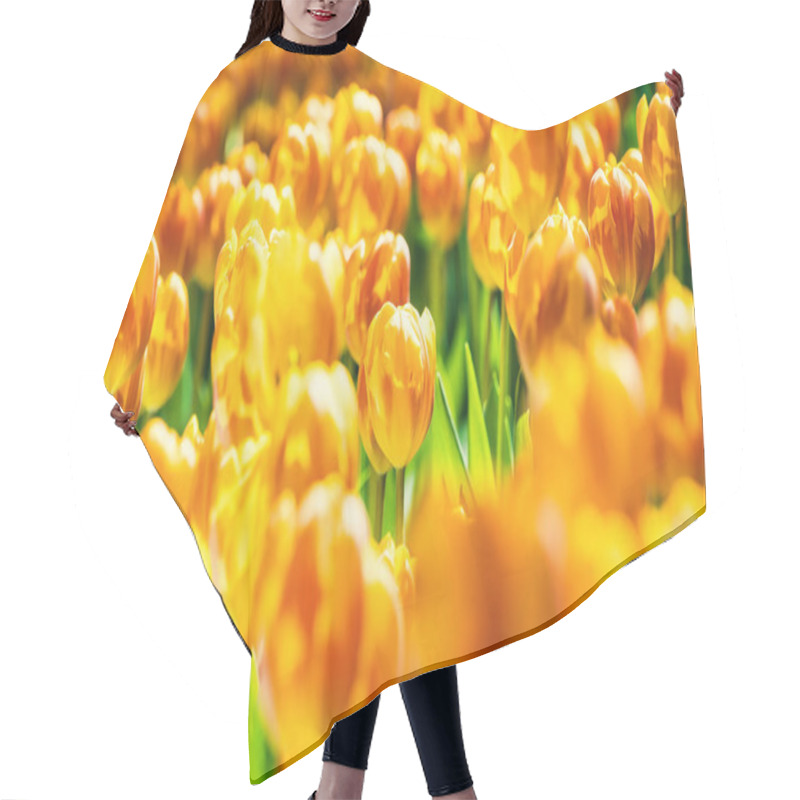 Personality  Yellow And Orange Tulips Blooming Brightly In A Lush Garden Surrounded By Green Leaves, Showcasing The Vibrant Beauty Of Spring. Hair Cutting Cape