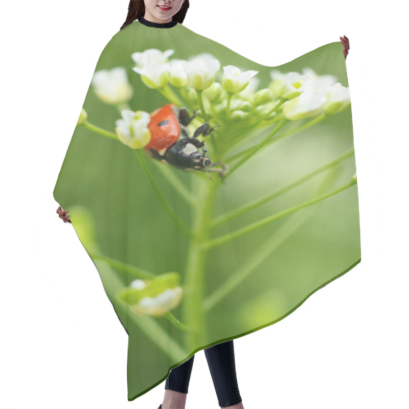 Personality  Vertical Macro Of Ladybug On Blossoming Tiny Flowers Hair Cutting Cape