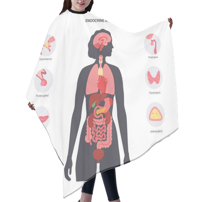 Personality  Human Endocrine System Hair Cutting Cape