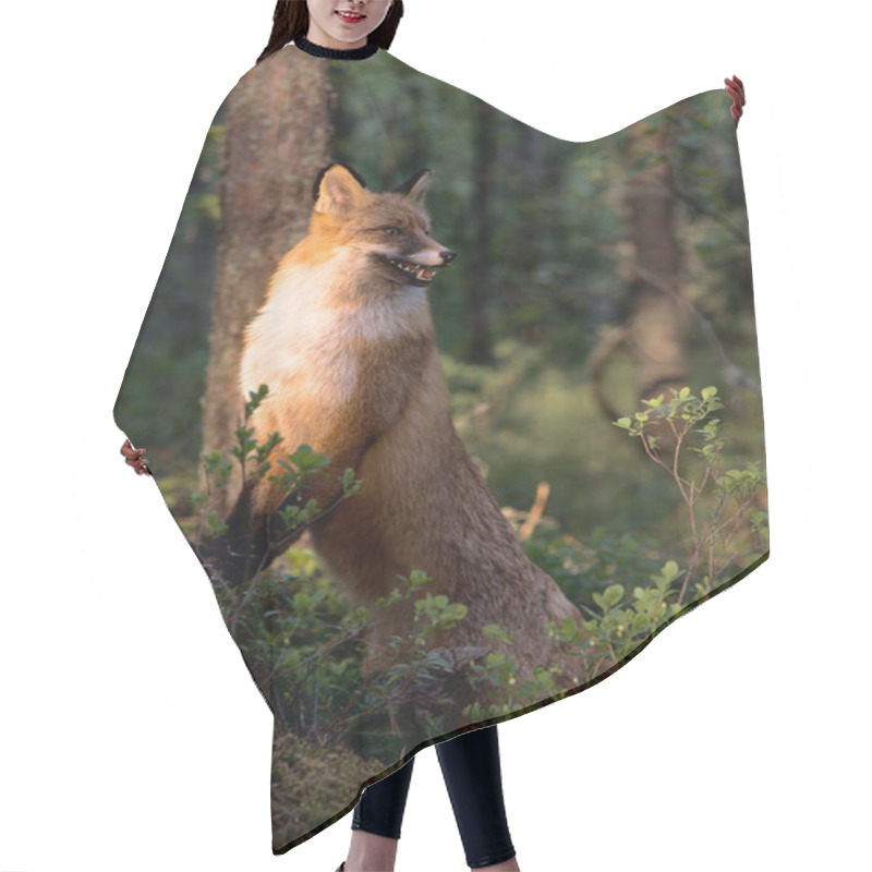 Personality  The Fox. Hair Cutting Cape