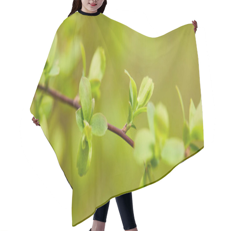 Personality  Panoramic Shot Of Green Leaves On Tree Branch In Springtime Hair Cutting Cape