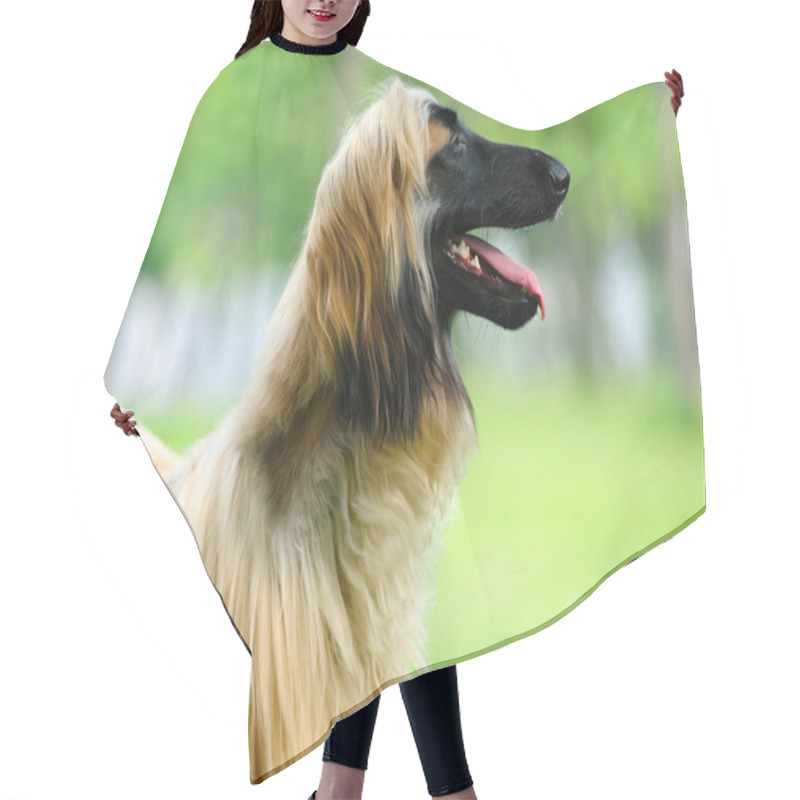 Personality  Afghan Hound Dog Hair Cutting Cape