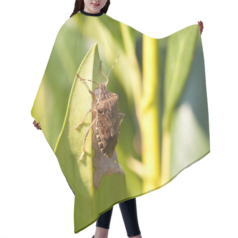 Personality  Stink Bug Eating Leaf Hair Cutting Cape