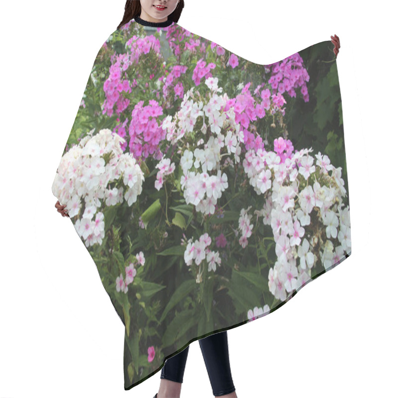 Personality  In The Summer, Phloxes Bloom On The Flowerbed In The Garden Hair Cutting Cape