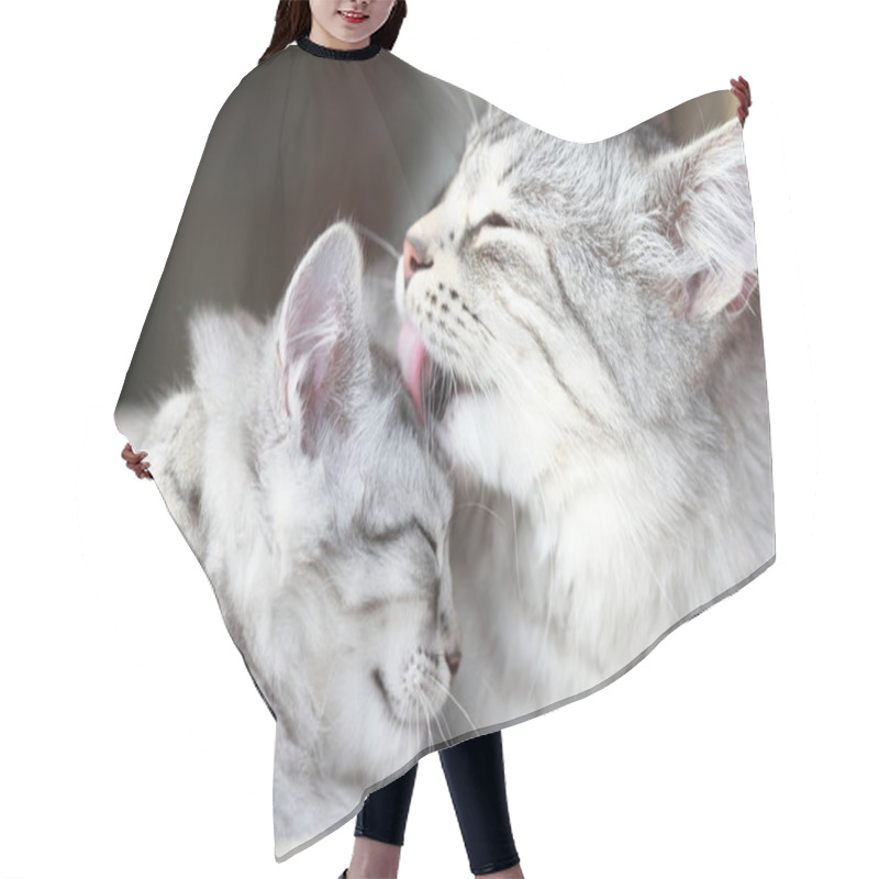 Personality  Silver Cats Of Siberian Breed, Mom And Daughter Hair Cutting Cape