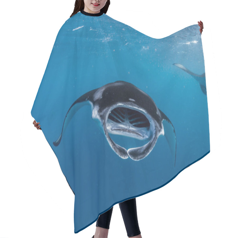 Personality  Manta Ray In Maldives Hair Cutting Cape