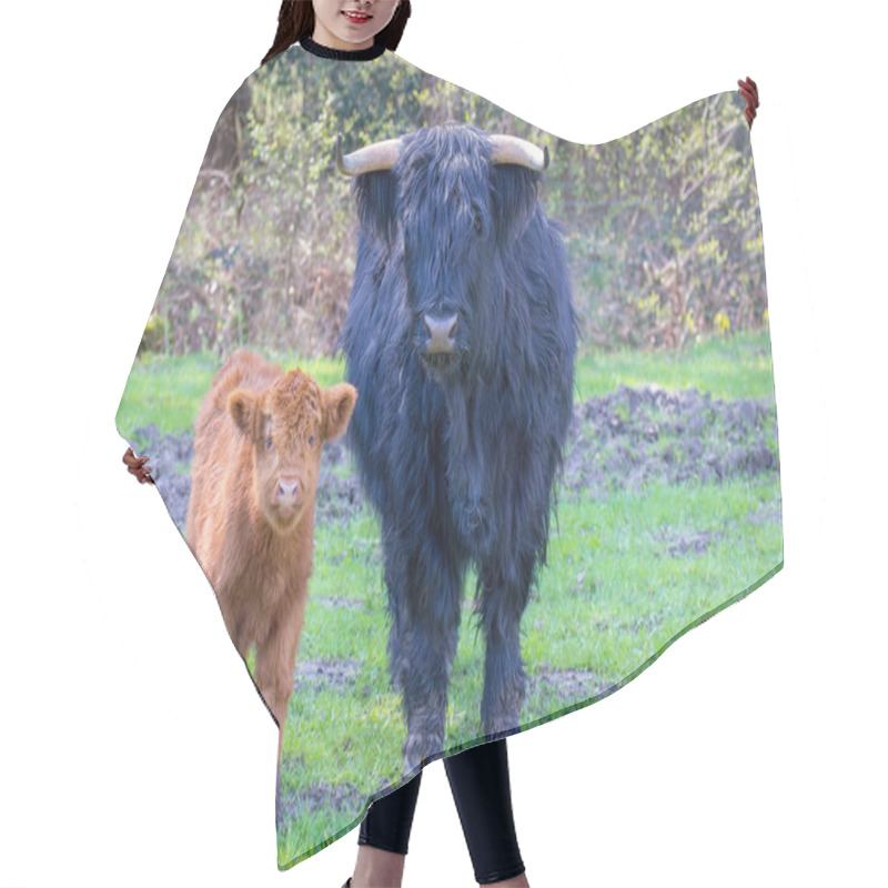 Personality  Cow And Calf Scottish Higlanders Standing Together Hair Cutting Cape