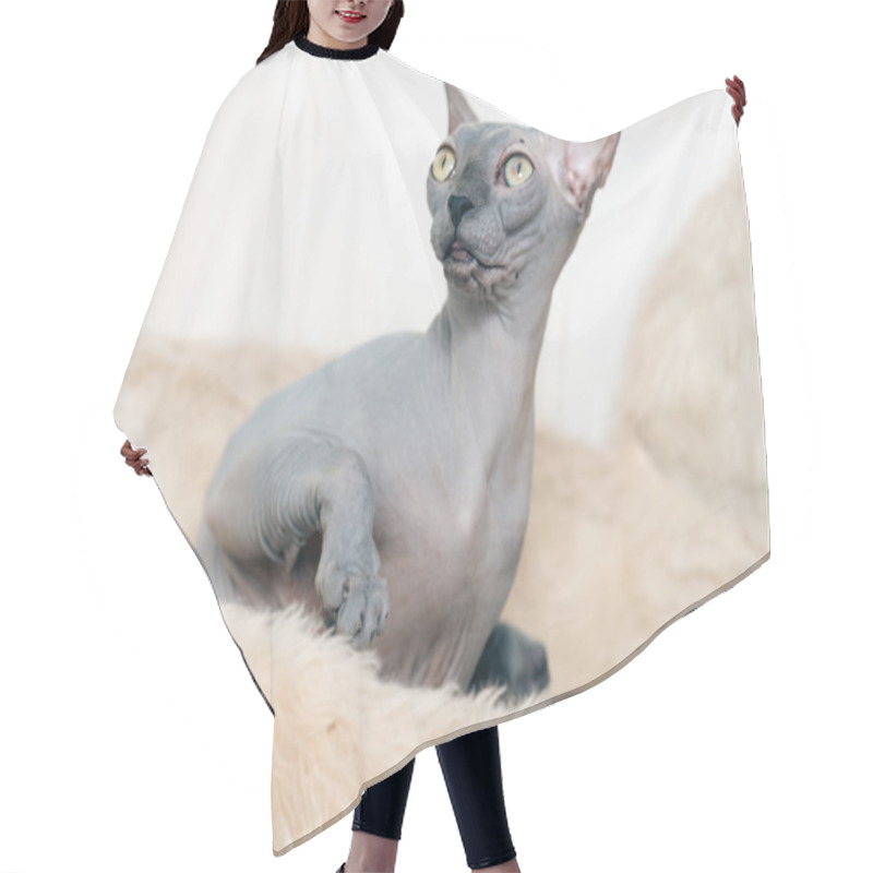 Personality  Sphynx Cat Hair Cutting Cape