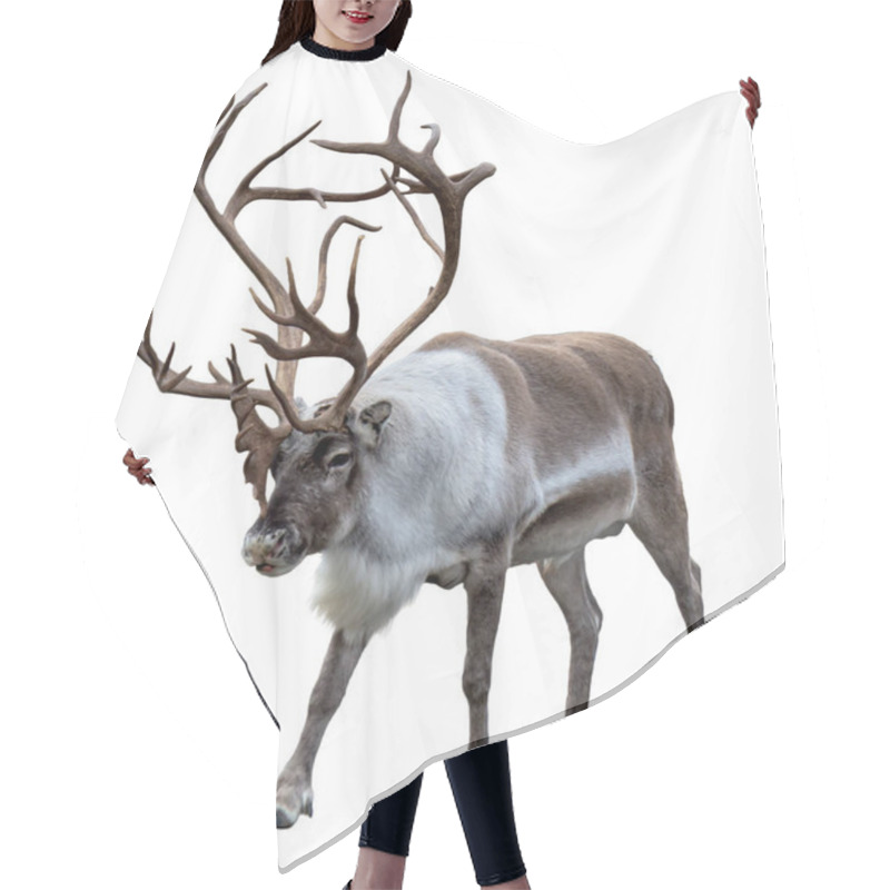 Personality  Reindeer With Huge Antlers  Isolated On The White Background - Front View Hair Cutting Cape