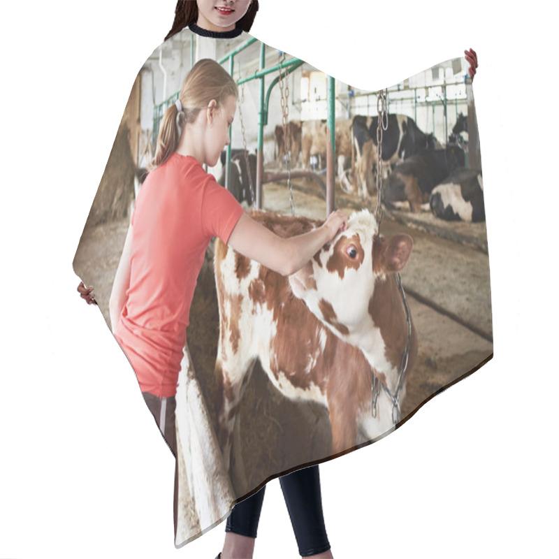 Personality  Girl Stroking Calf On Dairy Farm Hair Cutting Cape