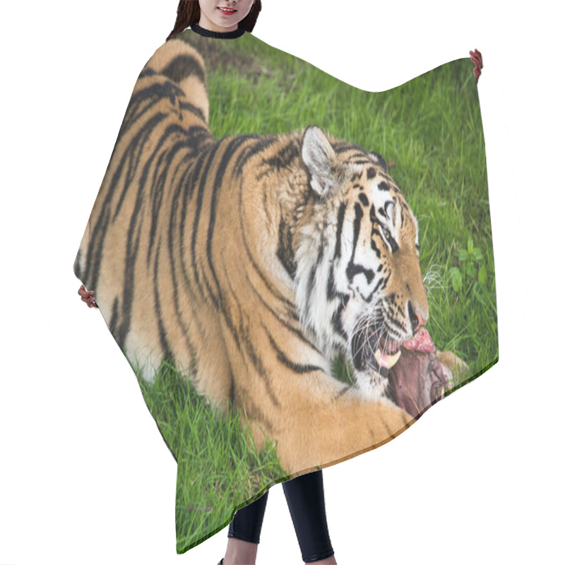 Personality  Siberian Tiger Eating Hair Cutting Cape