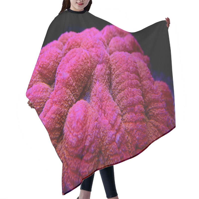 Personality  Red Lobophyllia Brain Coral - Lobophyllia Hemprichii Hair Cutting Cape