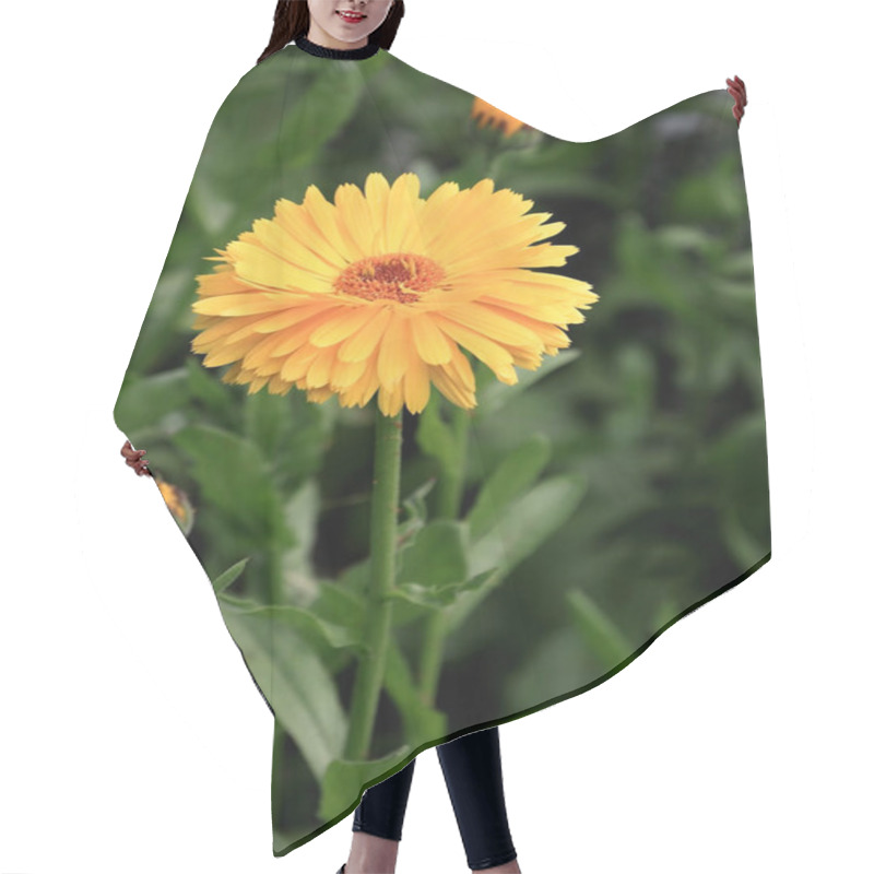 Personality  Close-up Photo Of Yellow-orange Calendula Flower And Buds On A Blurred Green Background. Selective Focus. Hair Cutting Cape