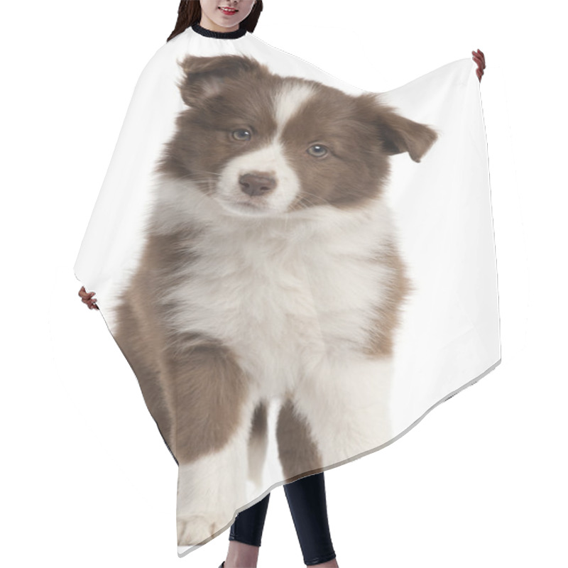 Personality  Border Collie Puppy, 8 Weeks Old, Sitting In Front Of White Background Hair Cutting Cape