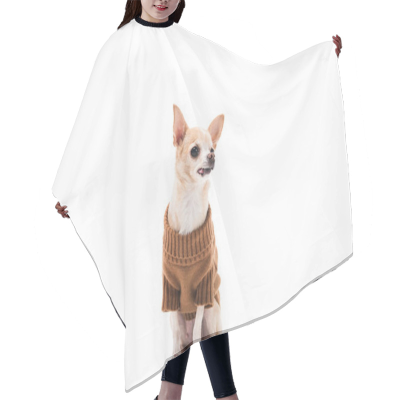 Personality  Cute Chihuahua Dog In Brown Sweater Isolated On White Hair Cutting Cape