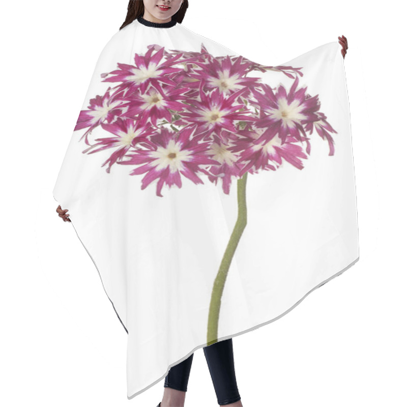 Personality  Phlox Flower Isolated Hair Cutting Cape