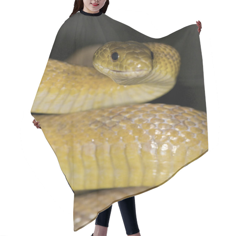 Personality  Texas Rat Snake Hair Cutting Cape