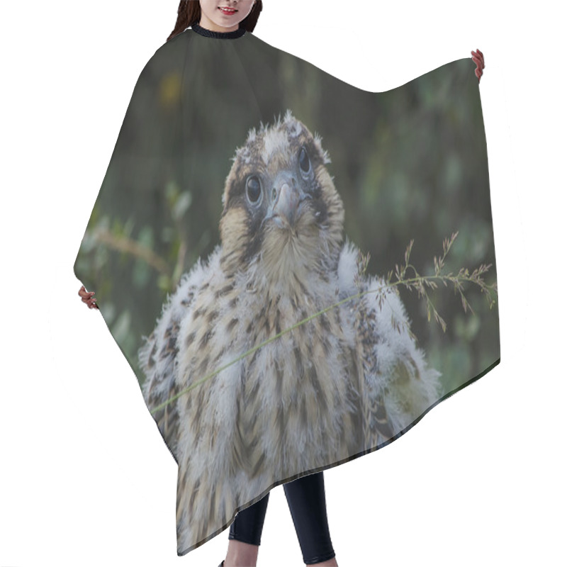 Personality  Peregrine Falcon Hair Cutting Cape