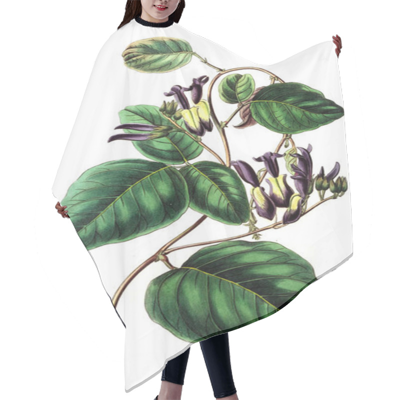 Personality  Illustration Of Plant. Old Image Hair Cutting Cape