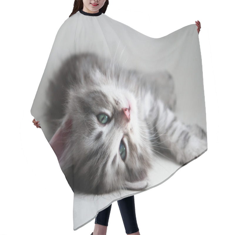 Personality  Kitten Lays - Gray Background Hair Cutting Cape