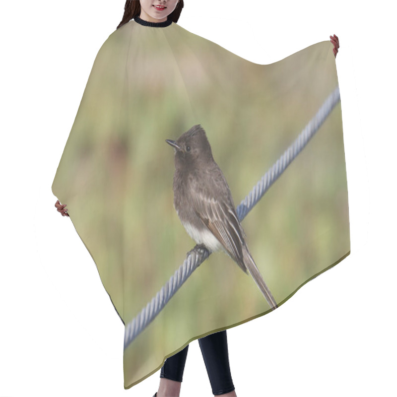 Personality  Black Phoebe (flycatcher) (sayornis Nigricans) Hair Cutting Cape