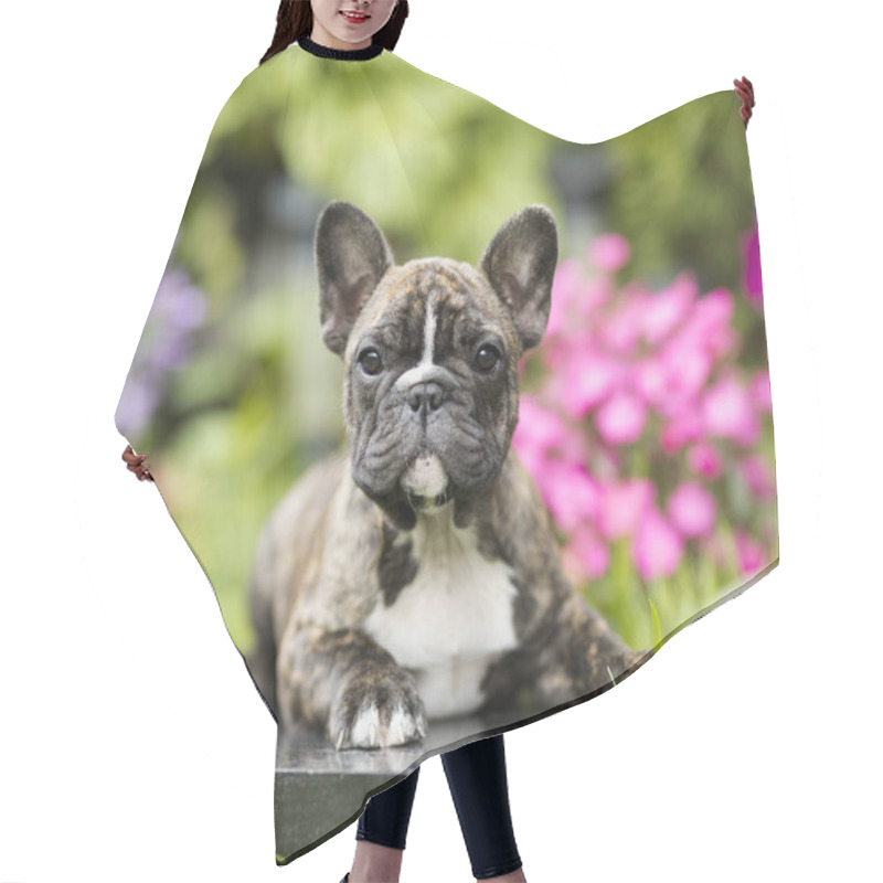 Personality  French Bulldog Puppy Hair Cutting Cape