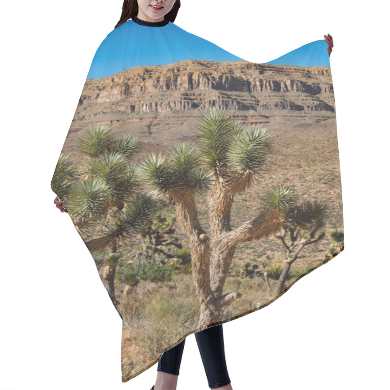 Personality  Joshua Tree In The Desert. Picture Of Joshua Tree Hair Cutting Cape