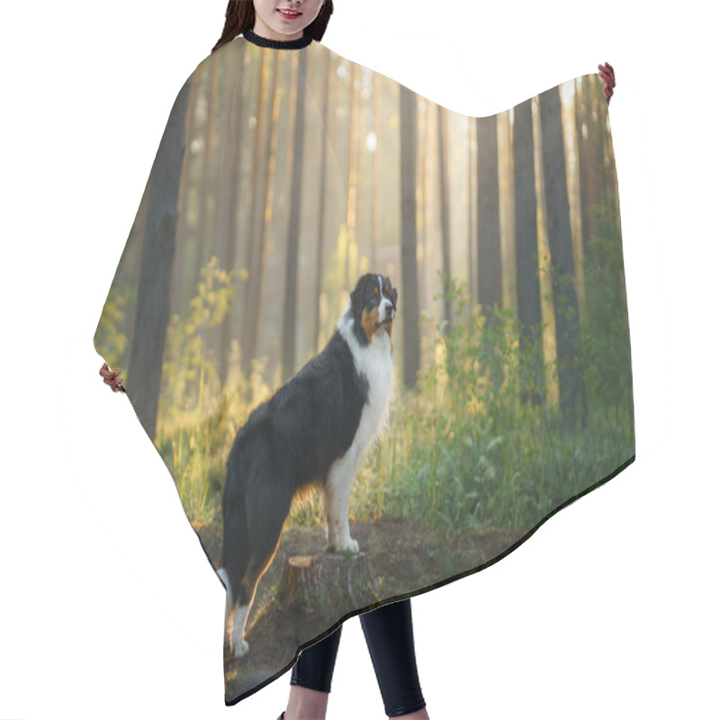 Personality  Dog In The Woods In The Sunbeams. Australian Shepherd In Nature Hair Cutting Cape