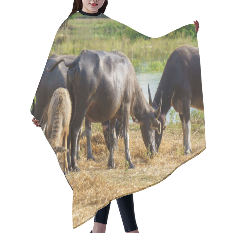 Personality  Thai Buffaloes Walk To Eat Grass In A Wide Field. Hair Cutting Cape