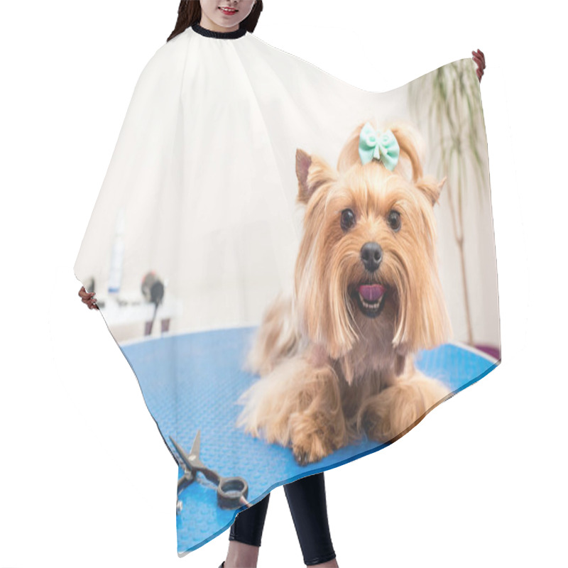 Personality  Yorkshire Terrier Dog In Pet Salon Hair Cutting Cape