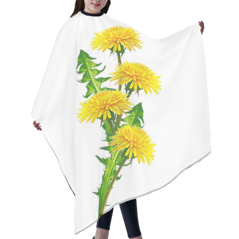 Personality  Fluffy Dandelion Flower Isolated On White Background. Hair Cutting Cape