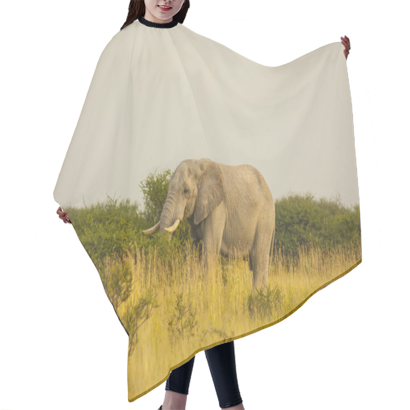 Personality  Large Elephant (Loxodonta Africana) Hair Cutting Cape