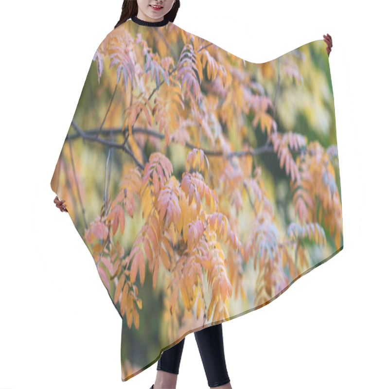 Personality  The Delicate Details Of Orange-tinged Leaves On A Branch, Set Against A Blurred Backdrop Of Autumnal Foliage, A Harmonious Dance Of Fall's Fiery Hues. Hair Cutting Cape