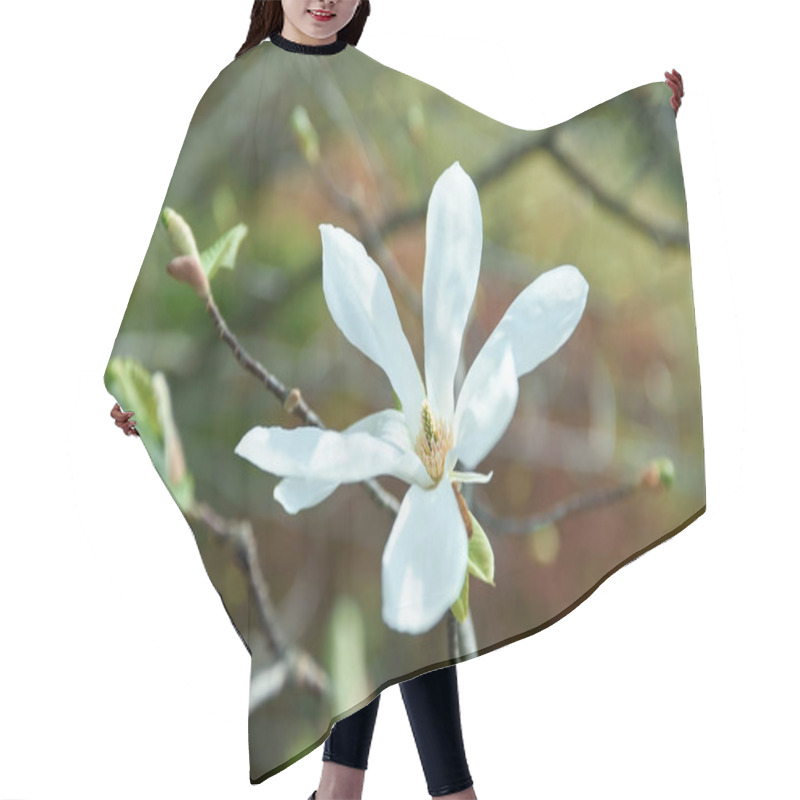 Personality  Beautiful White Magnolia Flower Close-up. Blooming Tree In The Garden Hair Cutting Cape