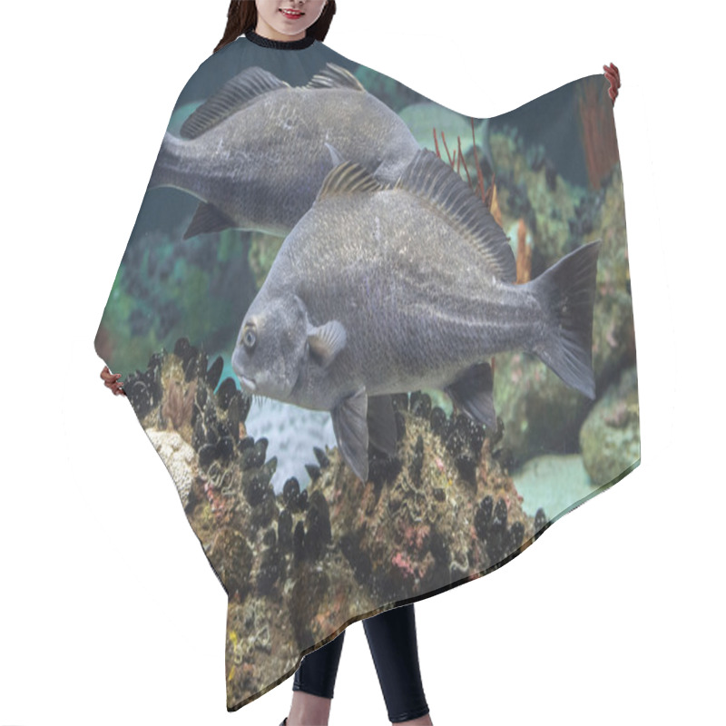 Personality  Black Drum Atlantic Ocean Fish Underwater Close Up Hair Cutting Cape