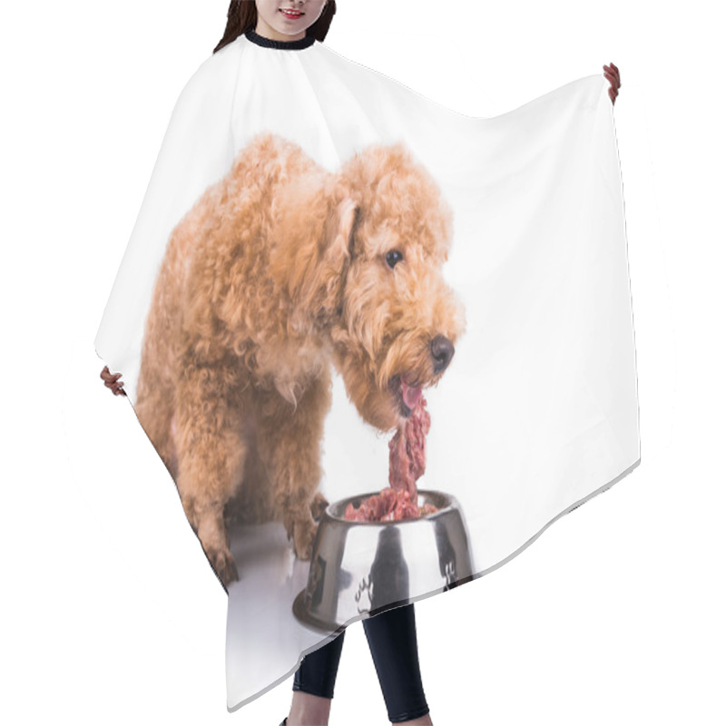 Personality  Poodle Dog Enjoying Her Nutritious And Delicious Raw Meat Meal Hair Cutting Cape