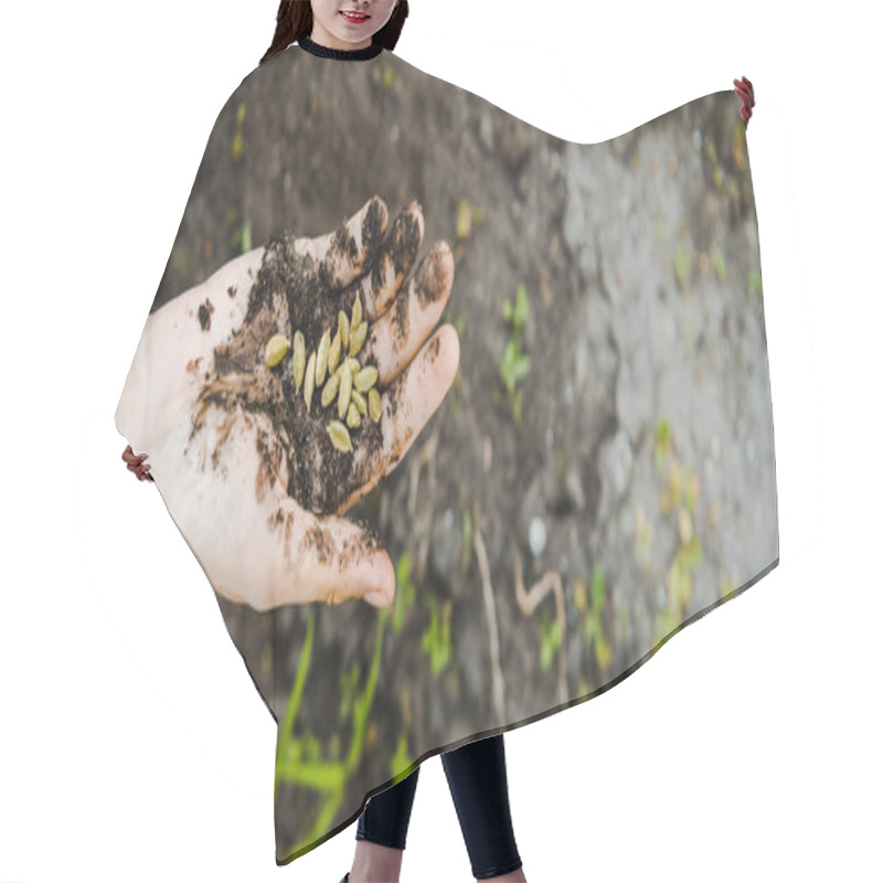 Personality  Cropped Image Of Farmer Holding Cardamom Seeds With Soil In Field At Farm Hair Cutting Cape