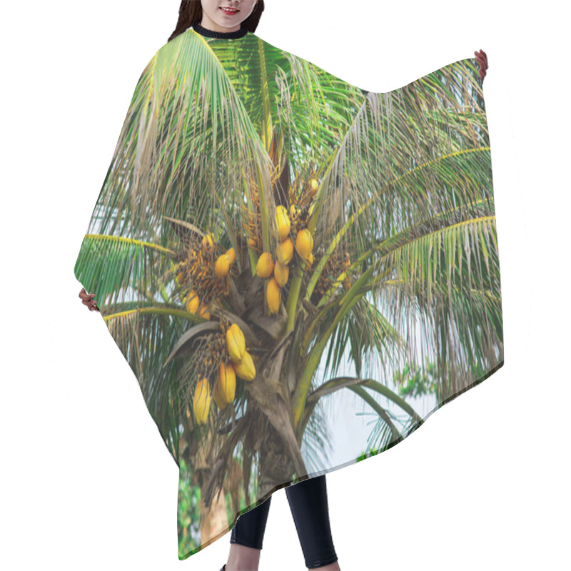 Personality  Coconuts On Palm Tree Hair Cutting Cape