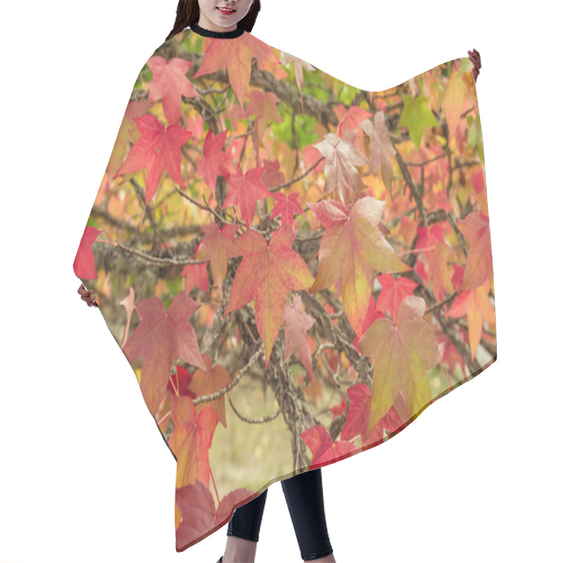 Personality  Liquidambar Tree Red Autumnal Foliage Hair Cutting Cape