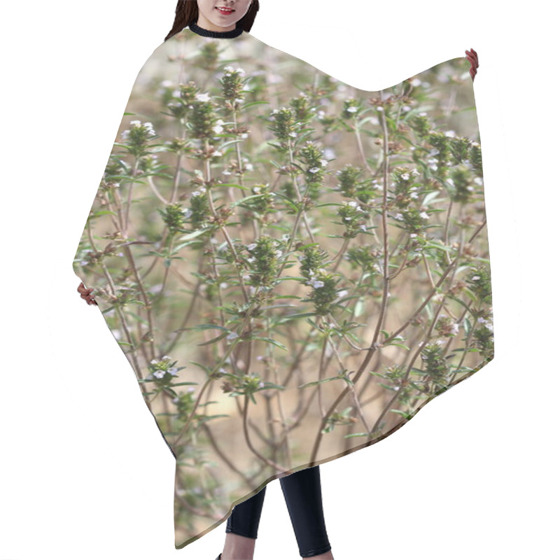 Personality  Summer Savory (Satureja Hortensis) Hair Cutting Cape