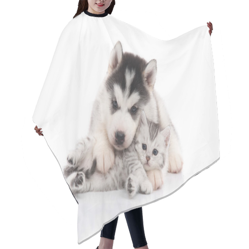 Personality  Cute Siberian Husky Puppy  Cuddling  Cute Kitten  Hair Cutting Cape