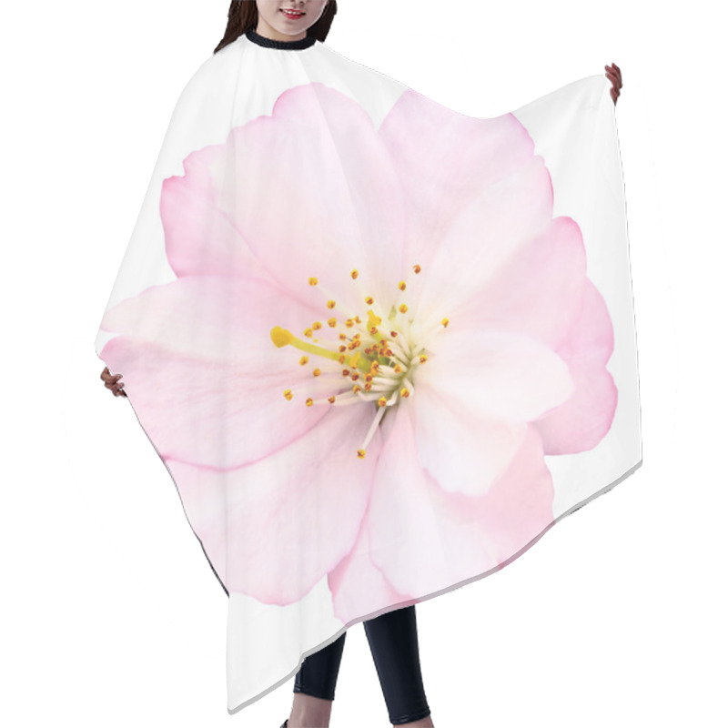 Personality  Close-up Of A Delicate Bright Pink Cherry Blossom On White Background Hair Cutting Cape