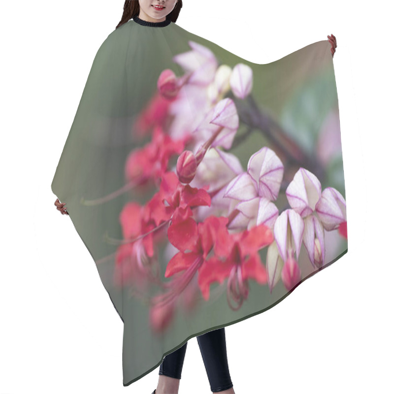 Personality  Clerodendrum Thompson (lat. Clerodendrum Thomsonae) - Flowers Cl Hair Cutting Cape