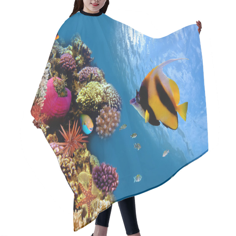 Personality  Photo Of A Coral Colony On A Reef Top, Red Sea, Egypt Hair Cutting Cape