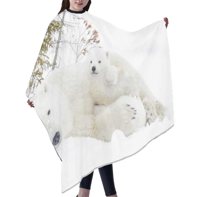 Personality  Polar Bear Mother (Ursus Maritimus) With Two Cubs, Wapusk National Park, Manitoba, Canada Hair Cutting Cape