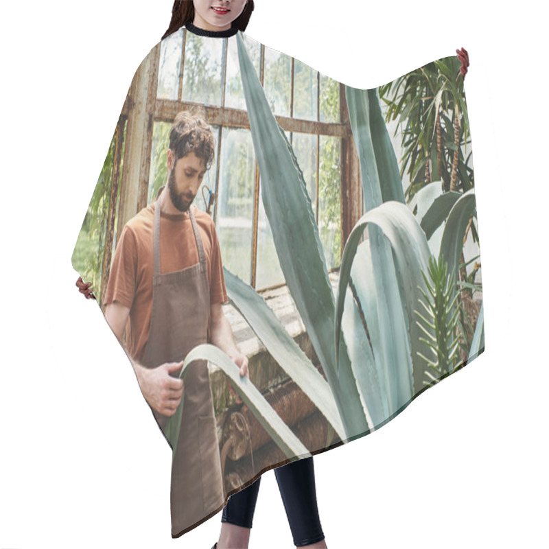 Personality  Handsome And Bearded Gardener In Apron Checking Leaves Of Aloe Vera Plant In Greenhouse, Earth Care Hair Cutting Cape