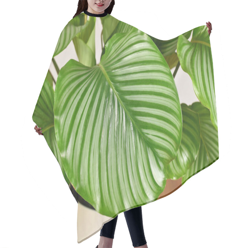 Personality  Large Striped Leaf Of Exotic `Calathea Orbifolia Prayer Plant` Houseplant  Hair Cutting Cape